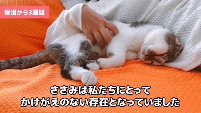 なでられる猫