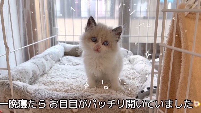 テロップ「一晩寝たら~」