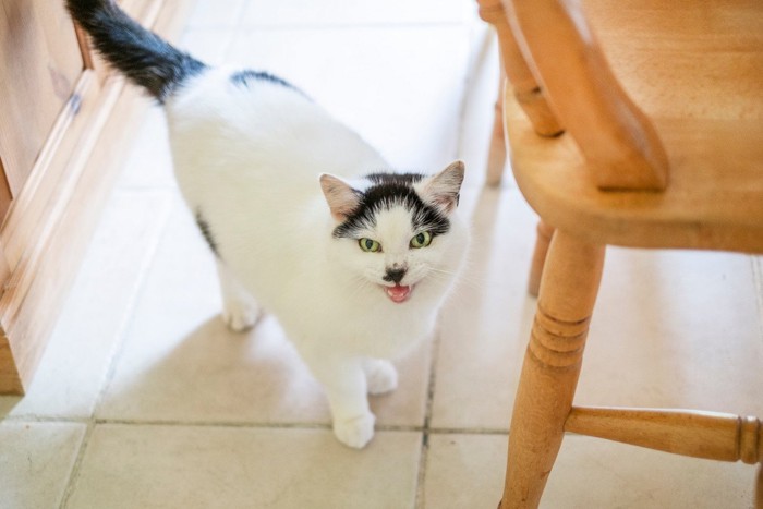 椅子の下で鳴く白黒猫