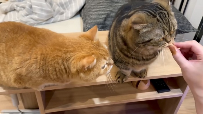 食べる猫