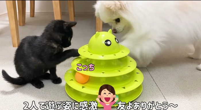 遊んでいる猫と犬