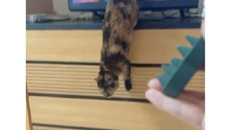 駆け寄ってくる猫