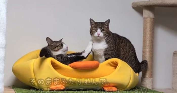 ハウスの上の猫