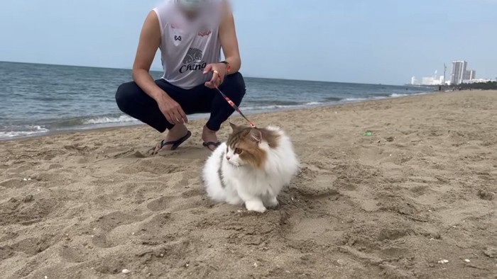 砂浜に立つ猫