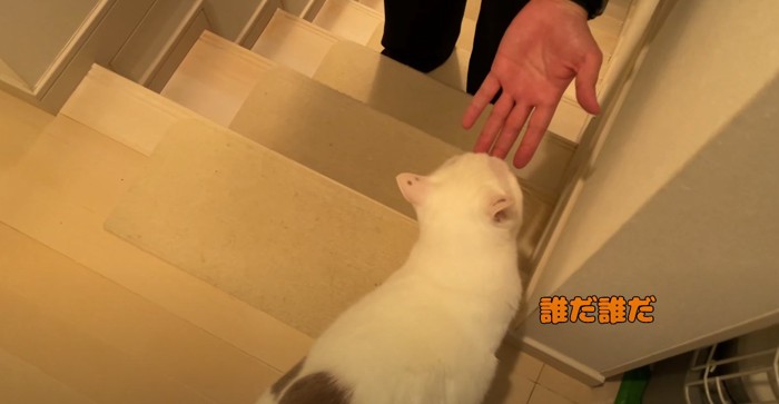 階段の上で人の手のにおいを嗅ぐ猫