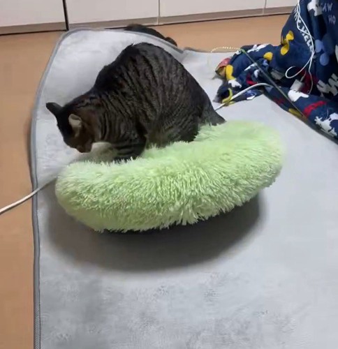 ペット用ベッドの上に乗っている猫