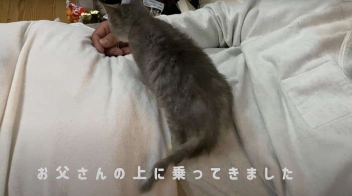 人の上に乗る猫