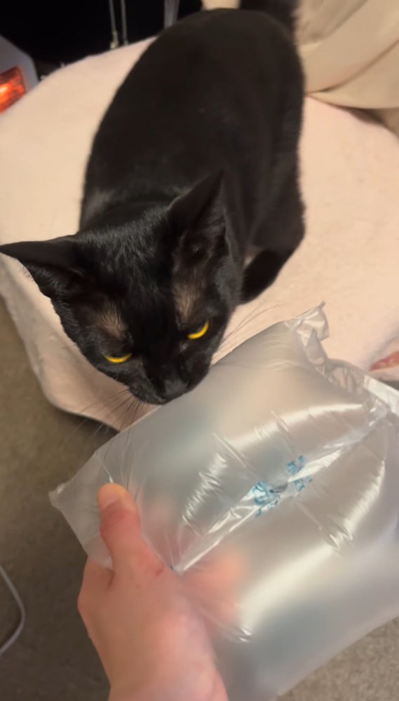 猫に緩衝材を見せる女性