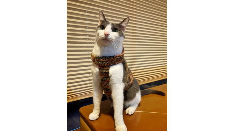 ニットを着ている猫