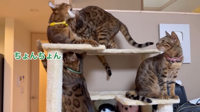 下から前足でちょんちょんする猫