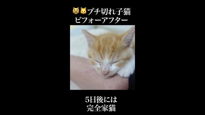 5日後には