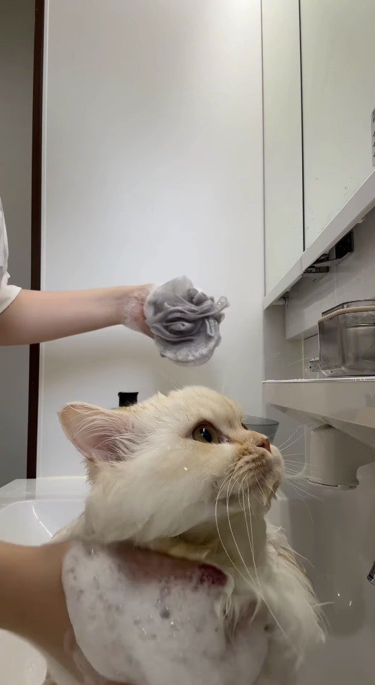 シャンプーで洗われる猫