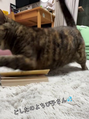 再び襲いかかる猫