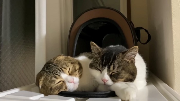 寄り添って眠る2匹の猫
