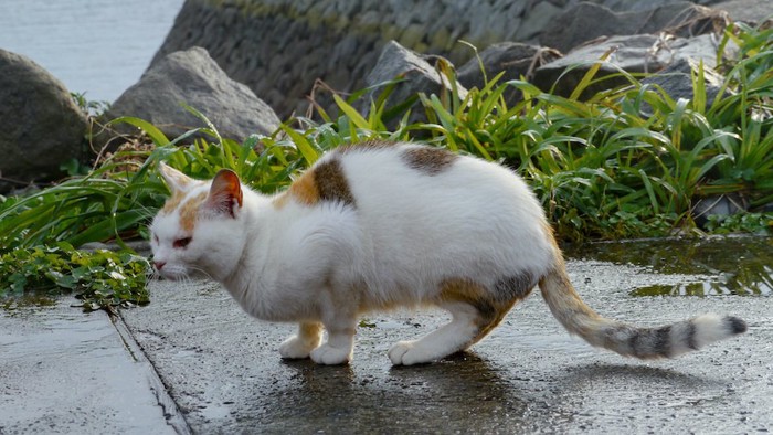 雨に濡れた道に立つ猫