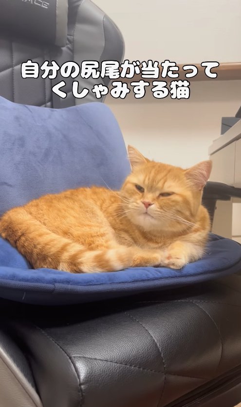 椅子の上で半目になって口を閉じる猫