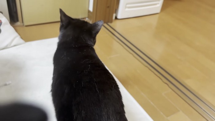 後ろ姿の猫の写真