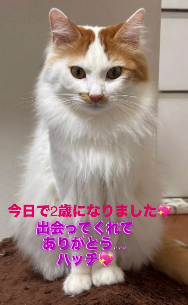 お座りする長毛猫