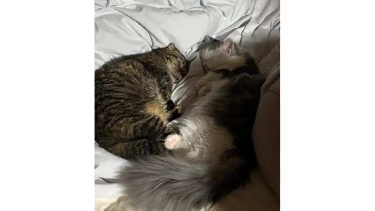 寝ている猫たち