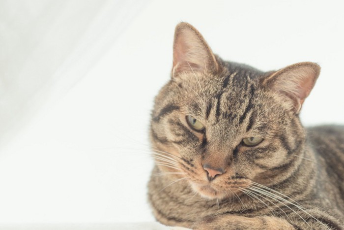 不機嫌そうな顔の猫