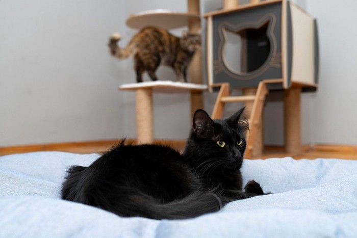 ベッドでくつろぐ猫とキャットタワーの上にいる猫