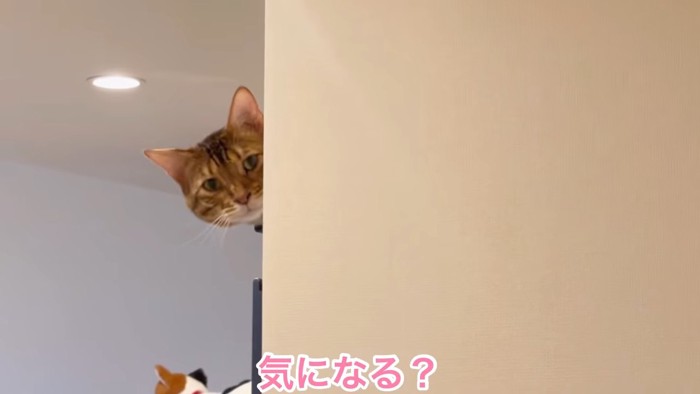 顔を出す猫