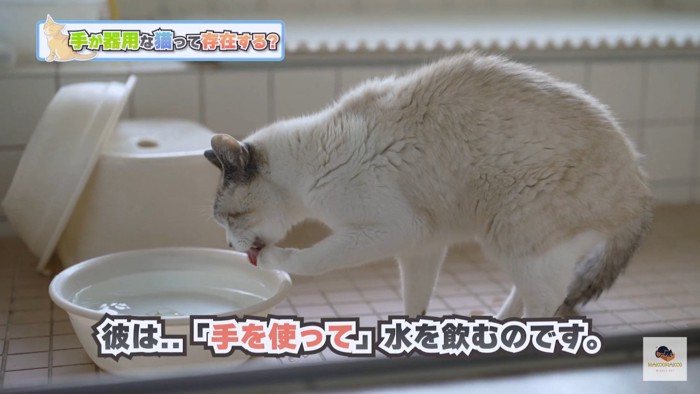 手で水を飲む猫文字アリ