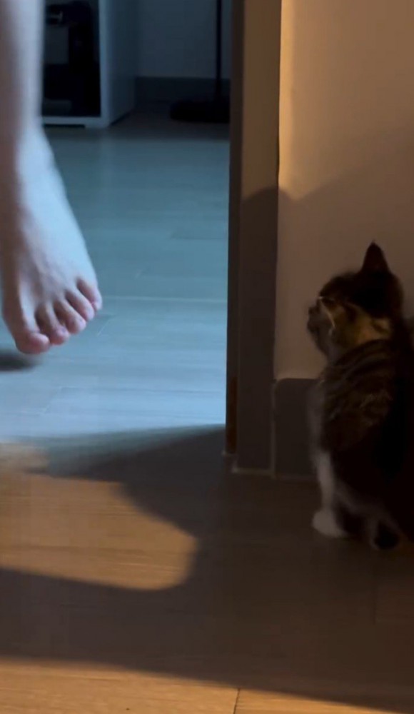 壁に潜む猫と人間の足2