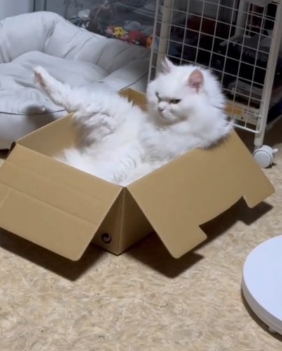 貫禄たっぷりの猫