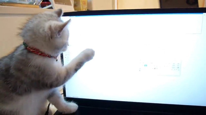 マウスカーソルを狙ってパソコン画面に触れる子猫