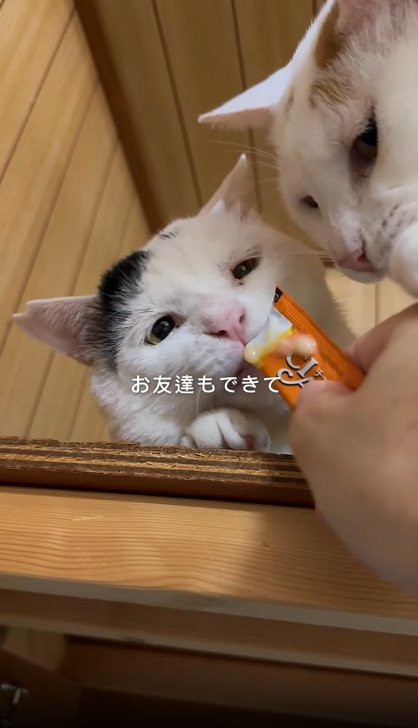 おやつを食べる2匹の猫