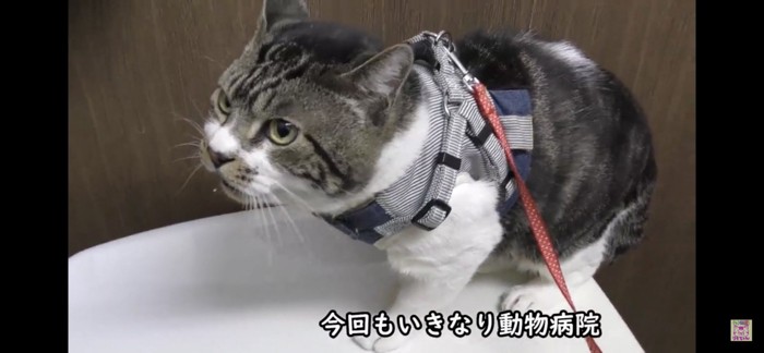 尻尾を丸める猫