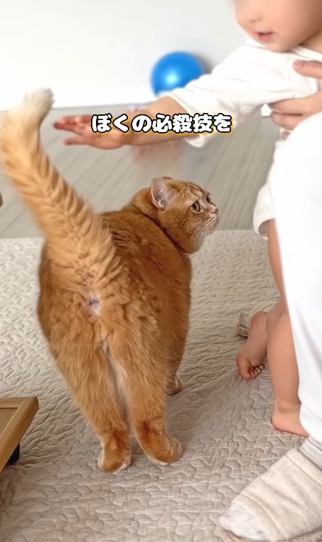 尻尾を立てる猫