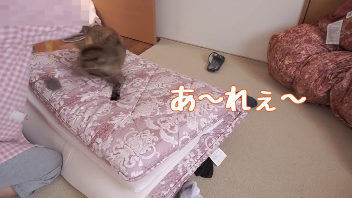 くるくるしながらおもちゃを追いかけるたっちゃん