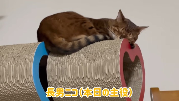 寝ている猫