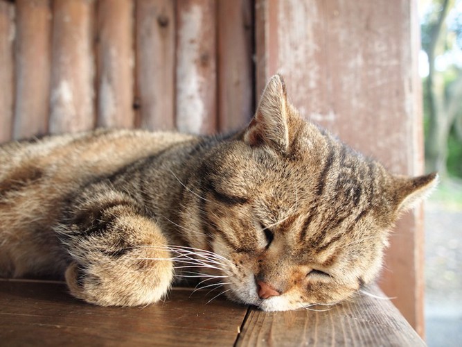 片手を折り曲げて眠っている猫