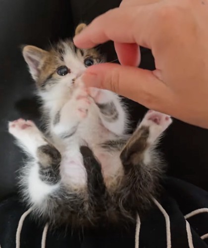 赤ちゃん猫