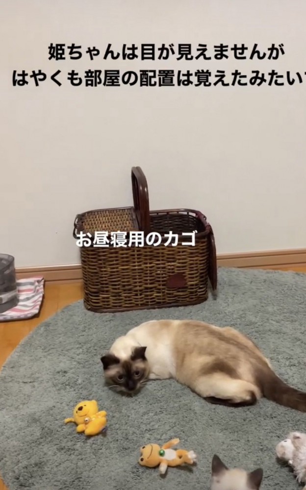 くつろぐ猫の元にやってきた子猫