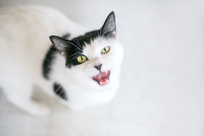 懸命にアピールする白黒猫