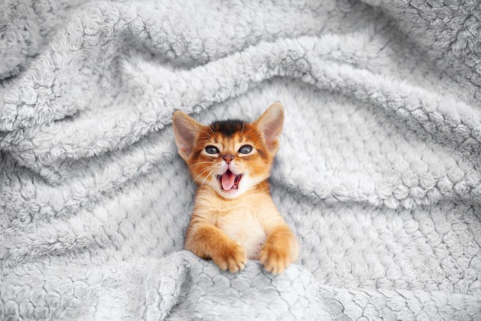 毛布を掛けた子猫