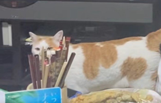 食卓に近づく猫
