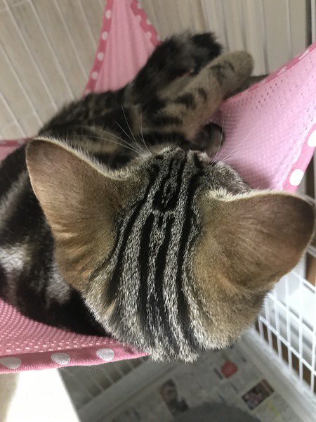 縞模様が綺麗な猫の後頭部