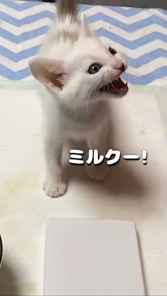 鳴いている子猫