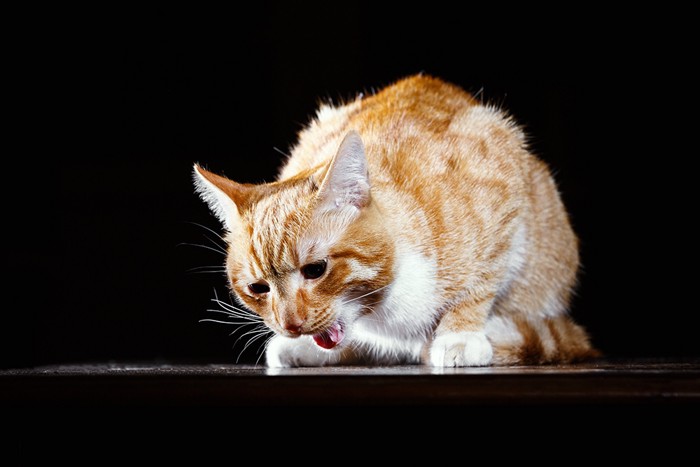 誤飲してしまった猫