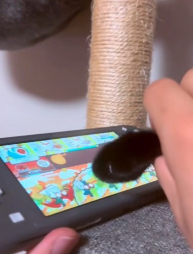 ゲームする猫の手