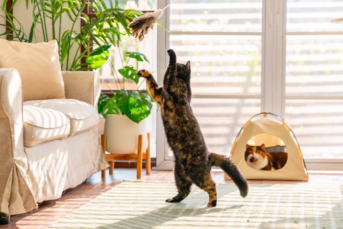 猫じゃらしで遊ぶ猫