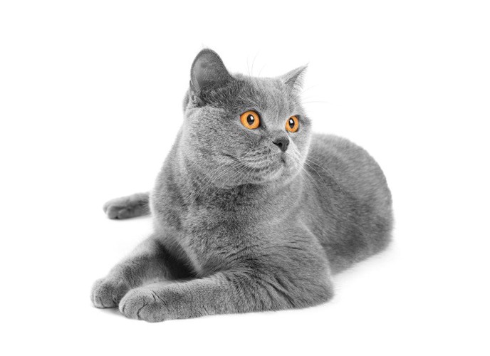 ブリティッシュ・ブルー猫