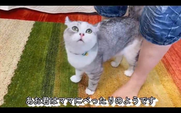 見上げる猫