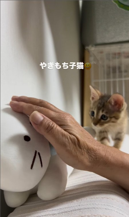 飼い主さんの手を見つめる猫