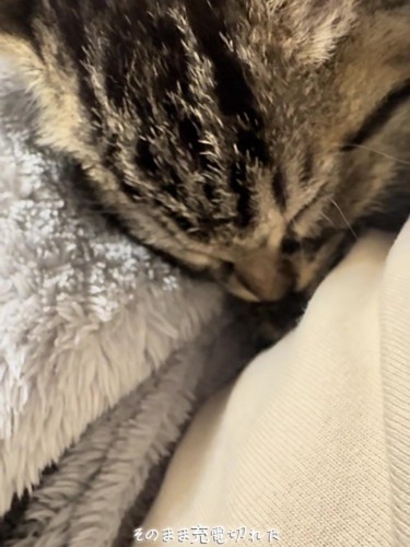 寝ている子猫